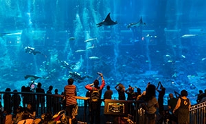 海洋館內景與在參觀的游客攝影圖片