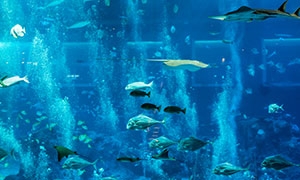 海洋館內多種游動的魚攝影高清圖片