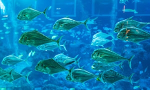 海洋館內水中三五成群游魚攝影圖片