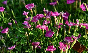 在花期開花的花卉植物攝影高清圖片
