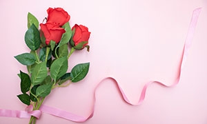 粉色絲帶纏繞的紅玫瑰花朵攝影圖片