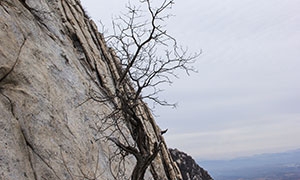 枯樹與陡峭的崖壁風光攝影高清圖片
