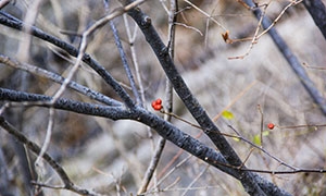 野外雜亂生長的小樹枝攝影高清圖片