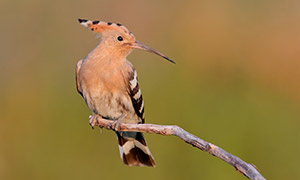 有着独特冠羽的戴胜鸟摄影高清图片