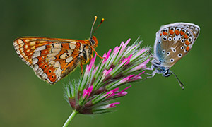 被花香吸引的两只蝴蝶特写摄影图片