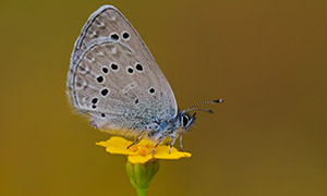 黃色花朵上的灰色蝴蝶攝影高清圖片