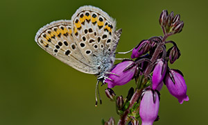 紫色花朵上的蝴蝶特寫攝影高清圖片
