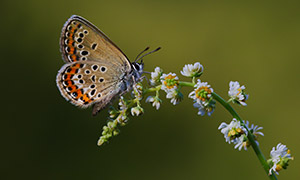 被白色小花引来的蝴蝶摄影高清图片