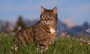 花草丛中张望着的猫咪摄影高清图片