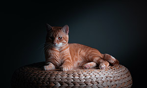 躺在蒲团上的橘猫特写摄影高清图片