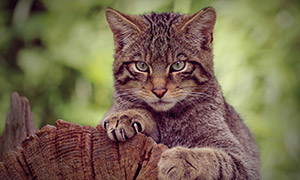 爪子抓住木頭的小貓咪攝影高清圖片