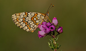 鲜艳花朵上的蝴蝶特写摄影高清图片