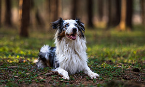 树林里趴在地上的狗狗摄影高清图片