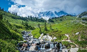 雷尼爾山國(guó)家公園雪山樹木攝影圖片