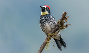 枯树枝上的一只啄木鸟摄影高清图片