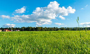 蓝天白云与树林青草丛摄影图片素材