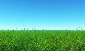藍天下望不到邊際的青草叢攝影圖片