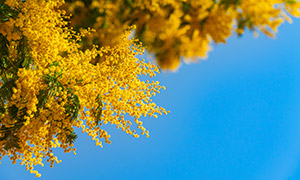 開滿黃色小花朵的枝條特寫高清圖片