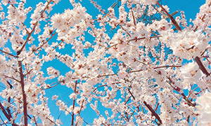 春天里盛开的樱花美景摄影高清图片
