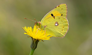 花蕊上的一只黄色蝴蝶摄影高清图片