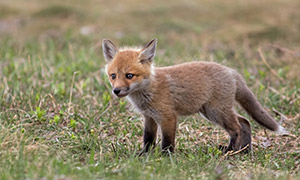 在草地上的一只小狐狸摄影高清图片