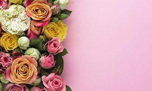 玫瑰花与粉红色的背景摄影图片素材