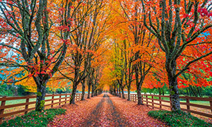 秋天树木与落满叶子的道路摄影图片
