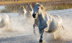 激起水花过河的一群马摄影高清图片