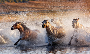 争先恐后过河的一群马摄影高清图片