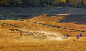 秋天转场途中的马匹们摄影高清图片