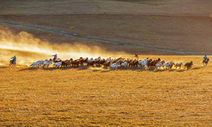 草原上驰骋的马群风光摄影高清图片