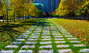 秋天城市公园满地落叶风景摄影图片