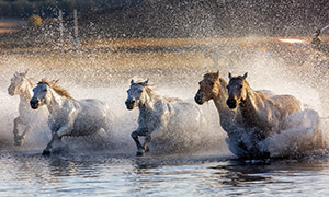 正在涉水过河的一群马摄影高清图片