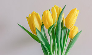 花瓶里的黃色郁金香花攝影高清圖片