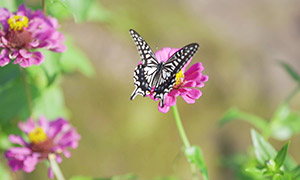 鮮艷花卉植物上的蝴蝶攝影高清圖片