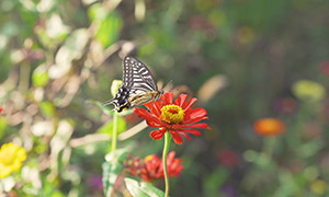 红花上停留的蝴蝶特写摄影高清图片