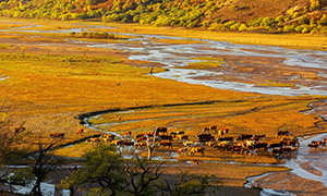 被染上秋色的牧場牛群攝影高清圖片