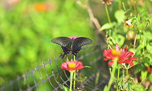 停留在鲜花上的黑蝴蝶摄影高清图片