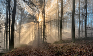 霧氣籠罩著的樹林風光攝影高清圖片