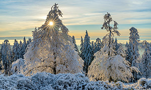 冬天里掛滿冰雪的樹木攝影高清圖片