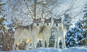 树林里三只注视着目标的狼摄影图片