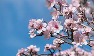 春天枝头上的粉色小花特写摄影图片
