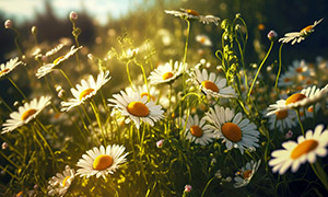 茂密生长的小雏菊鲜花摄影高清图片