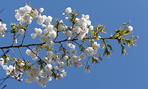 晴朗蓝天白色樱花特写摄影高清图片