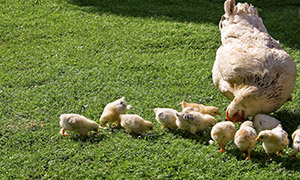 母鸡带领着觅食的一群小鸡摄影图片