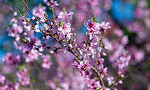 天气转暖后的开花树枝摄影高清图片