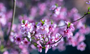 春暖花开美丽樱花特写摄影高清图片