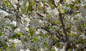 春天梨树花开美丽风景摄影高清图片