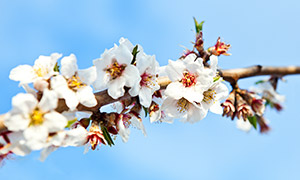 开满鲜花的樱花树枝头摄影高清图片
