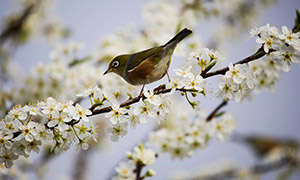 白色鲜花枝头上的小鸟摄影高清图片